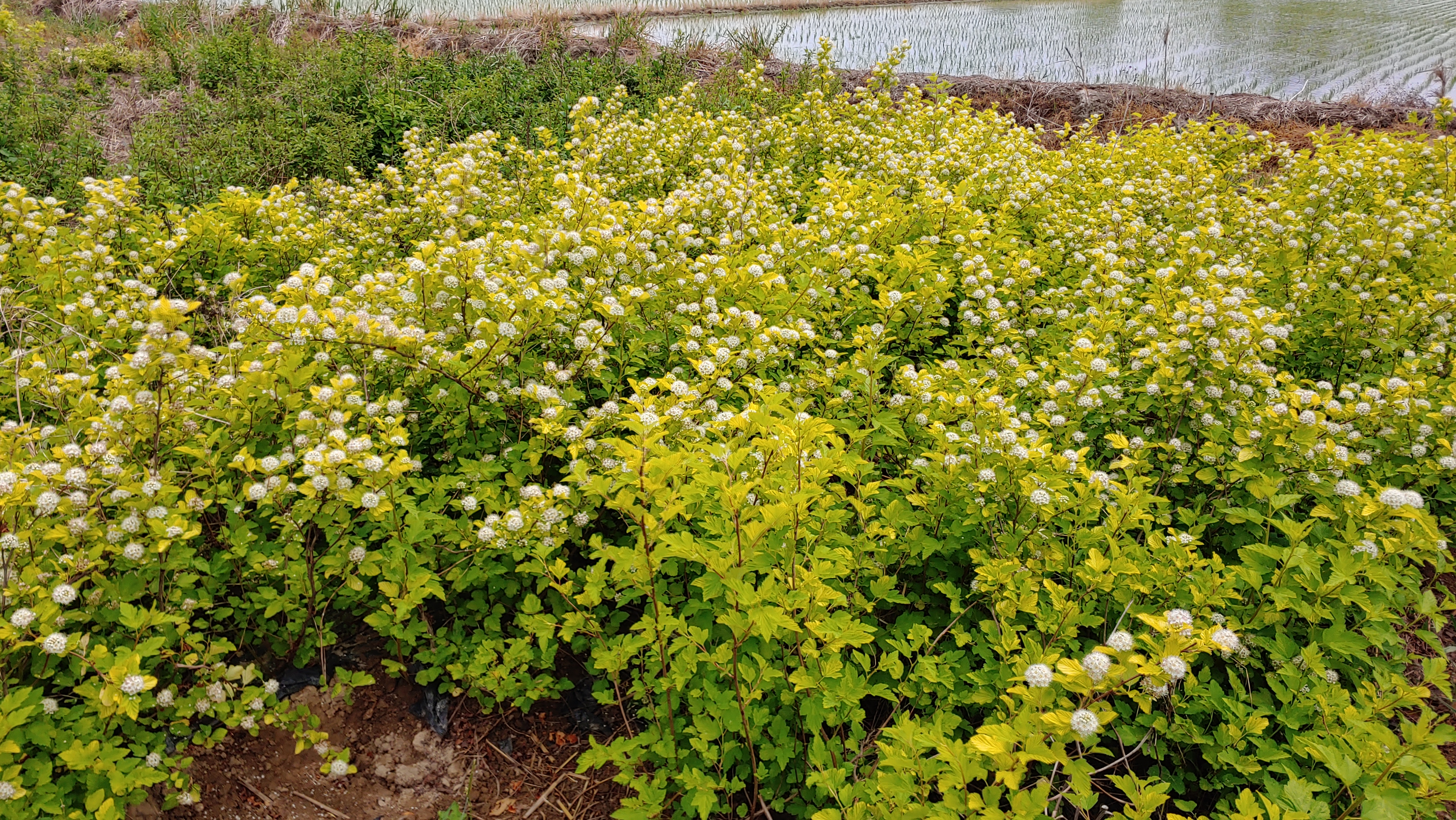 Physocarpus opulifolius 'Dart's Gold'